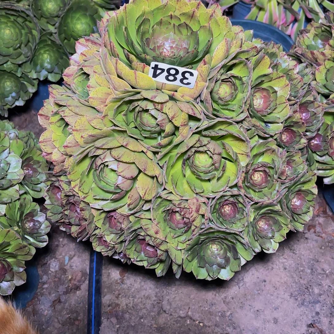 万圣节拉丝14-3包邮法师