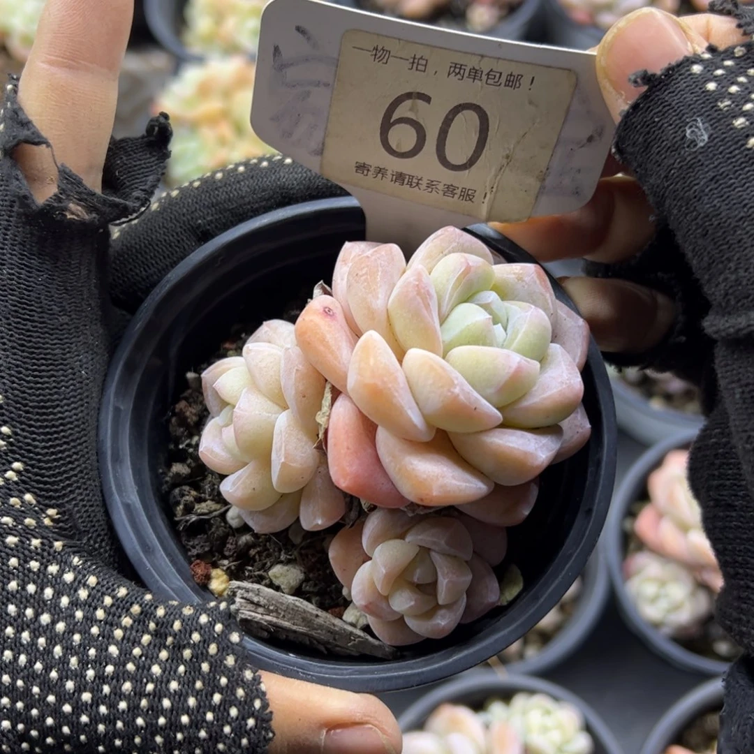 红陶60号多肉植物