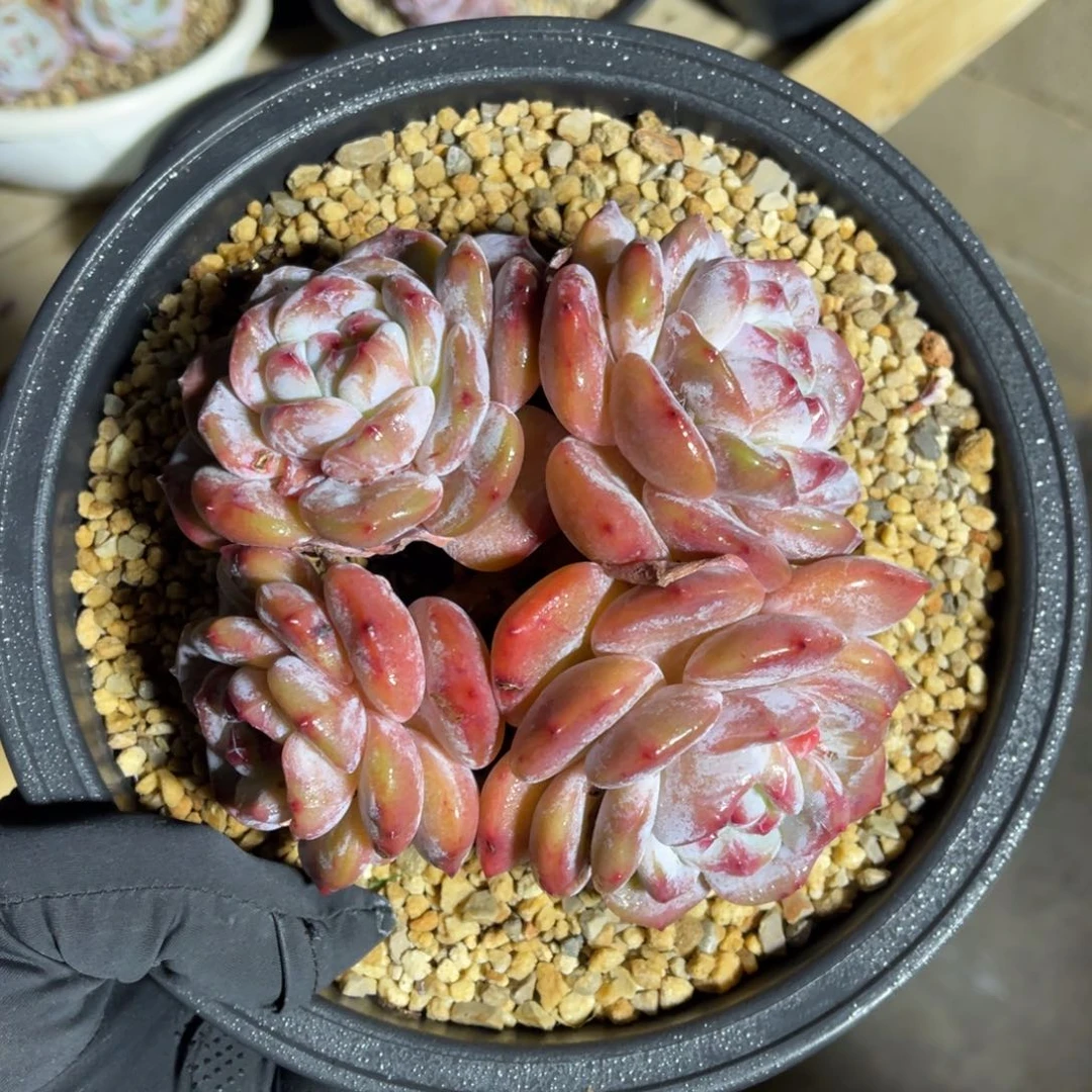 一物一拍不支持退换