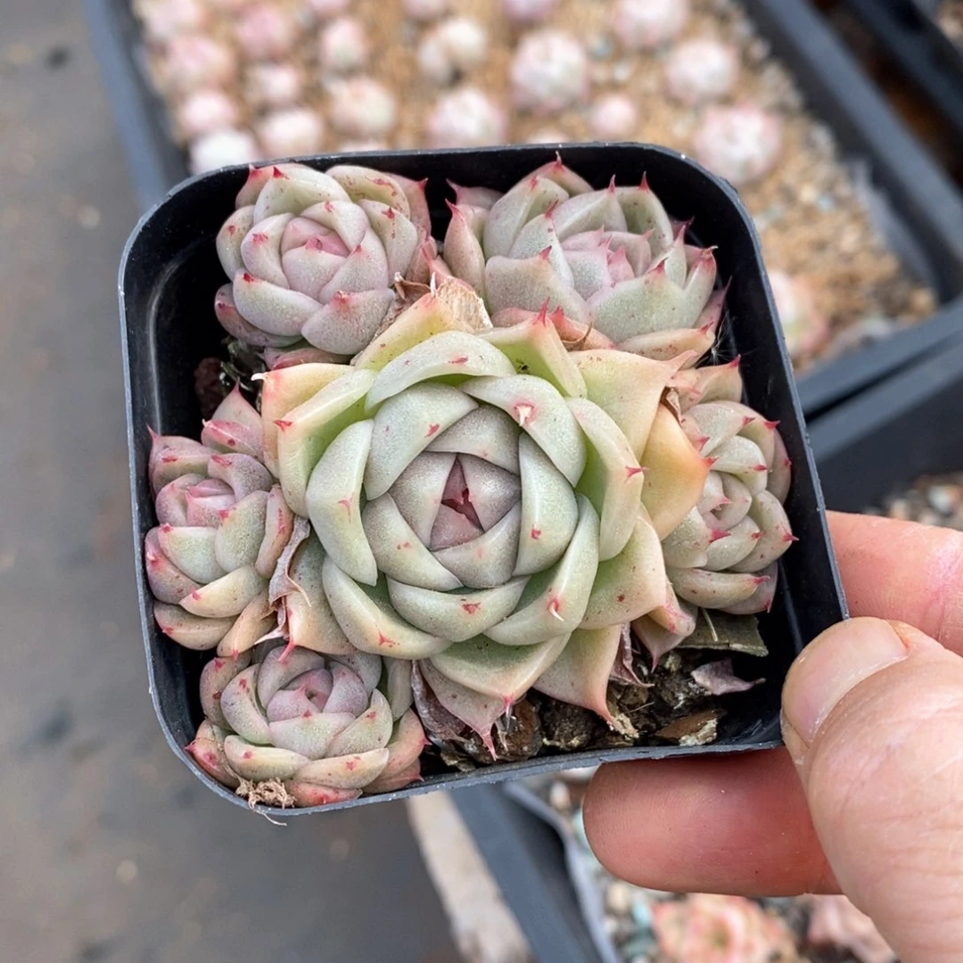 精品多肉一物一拍不包整52