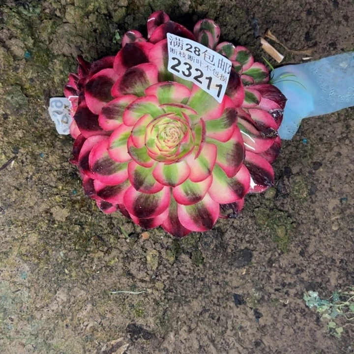 23211荔枝多肉植物