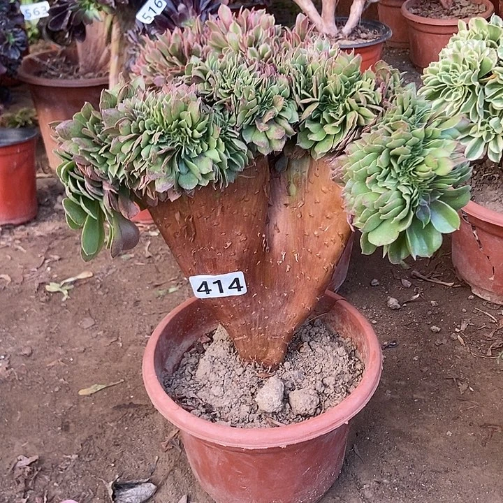 414万缀老板子微瑕疵