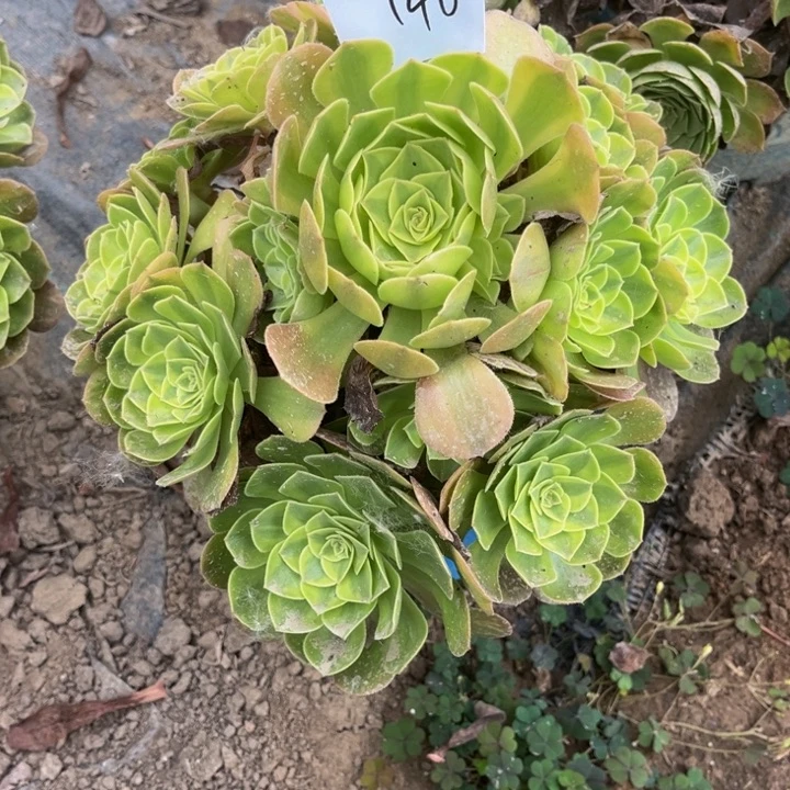 146多肉植物法师老庄