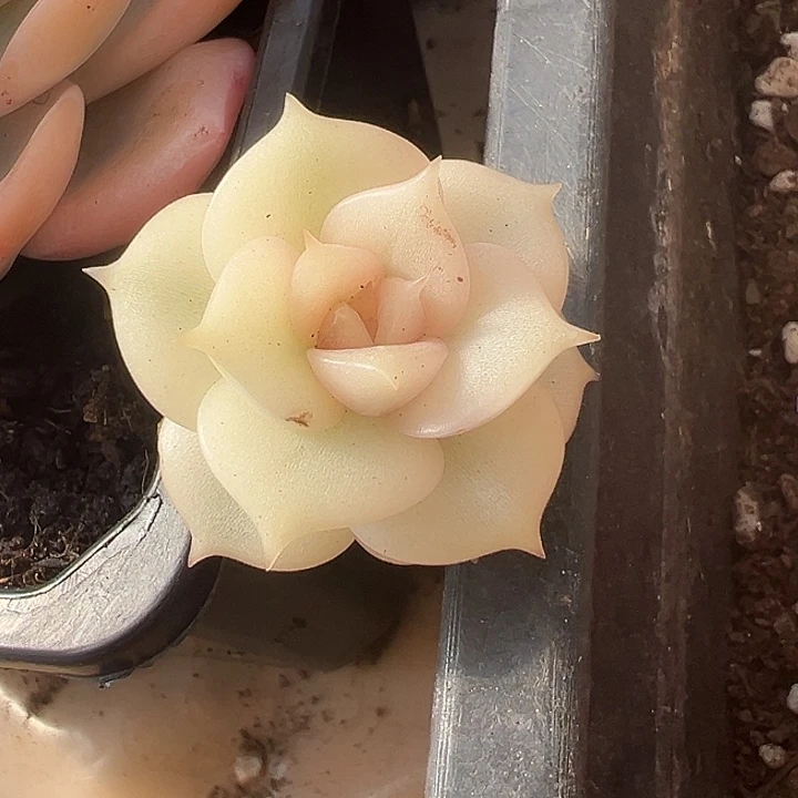 贝加尔湖锦多肉植物
