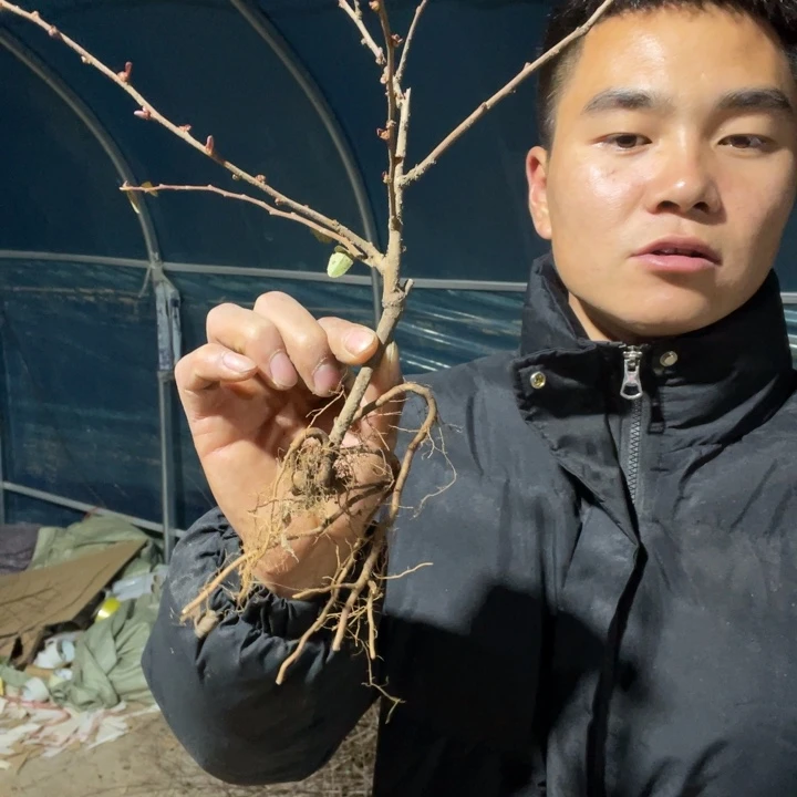 赤八重海棠花一颗苗