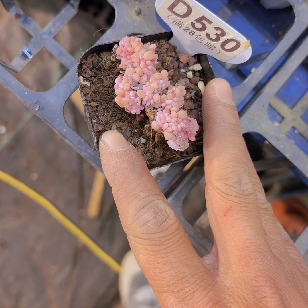 D530雪精灵一物一拍