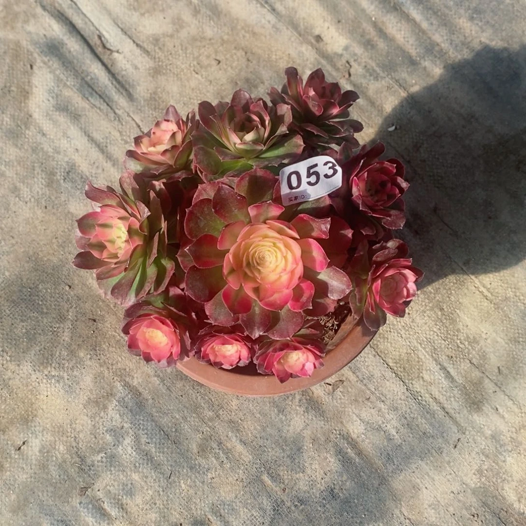 往**风荔枝053多肉18冠服