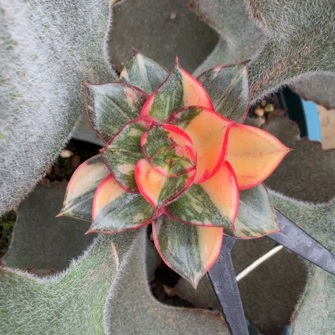 麒麟座锦花脸锦一刻的