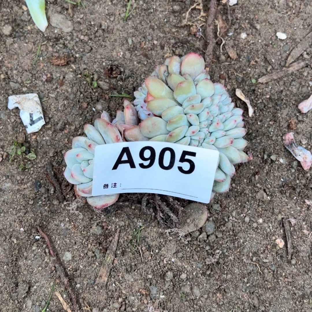 苗****姐905多肉多肉多肉多肉