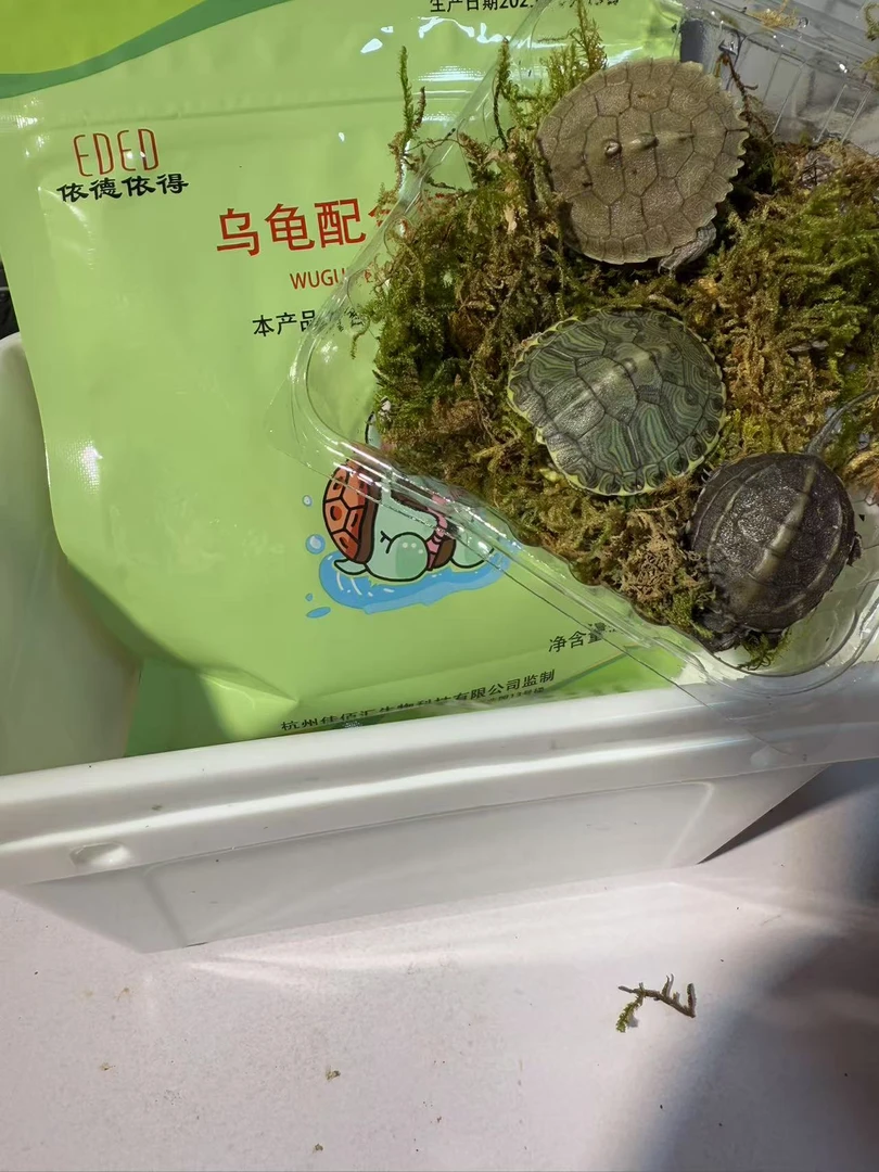 发色盒+龟粮 赠送三只龟