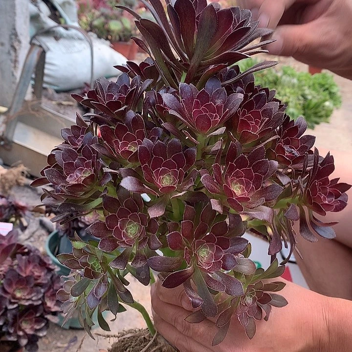 511酒红多肉植物