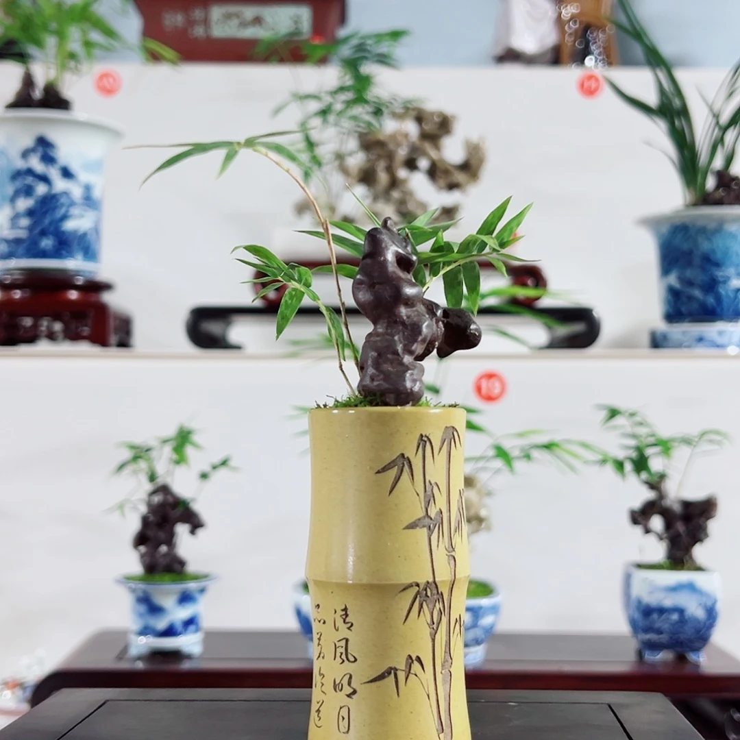 无花朵盆景，凤尾竹，太湖石