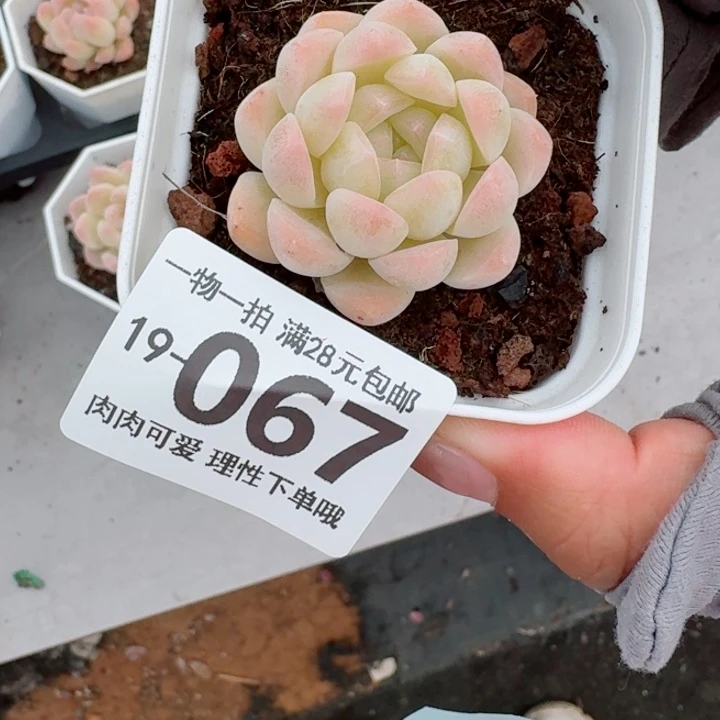 白桃汽水无盆土发货多肉多肉