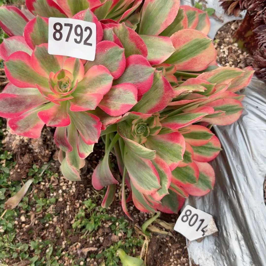 嗯8792 号多肉法师特价