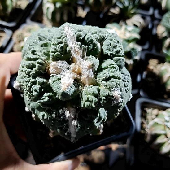 草球苗接怒涛牡丹