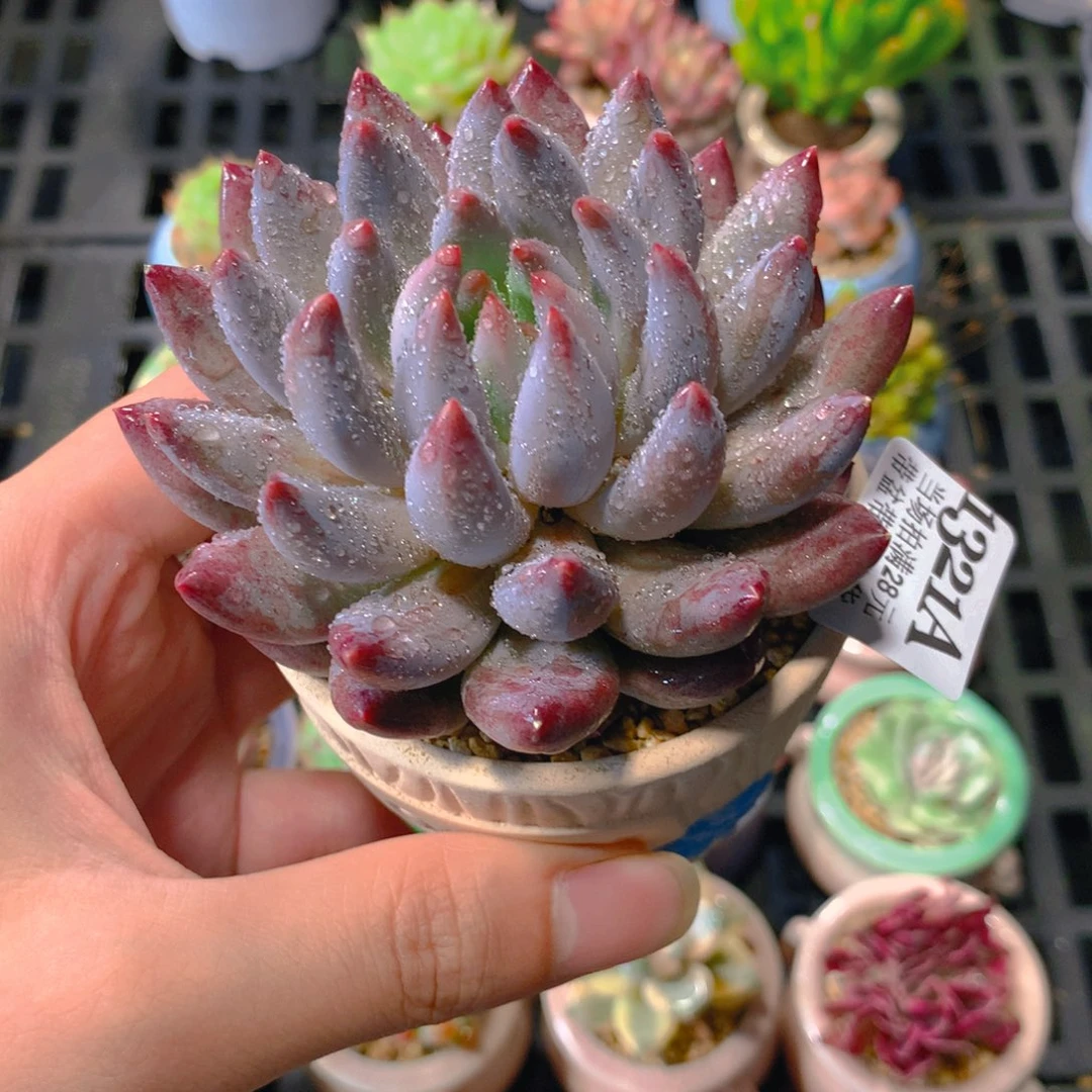 5厘米盆精控多肉1321