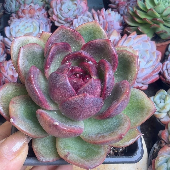 黑水晶多肉植物盆栽