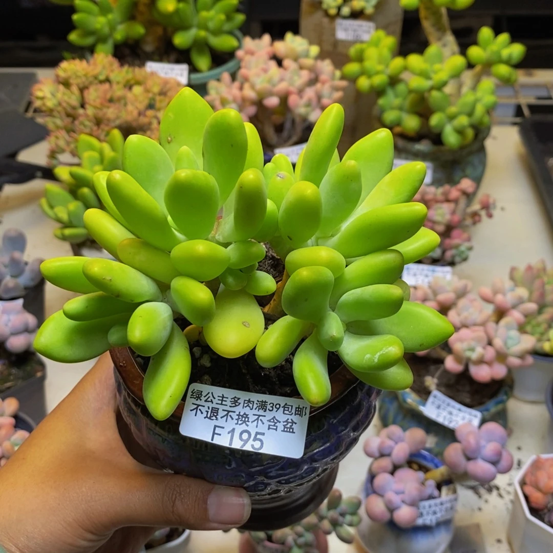 195金蟾芒果奶多肉10cm