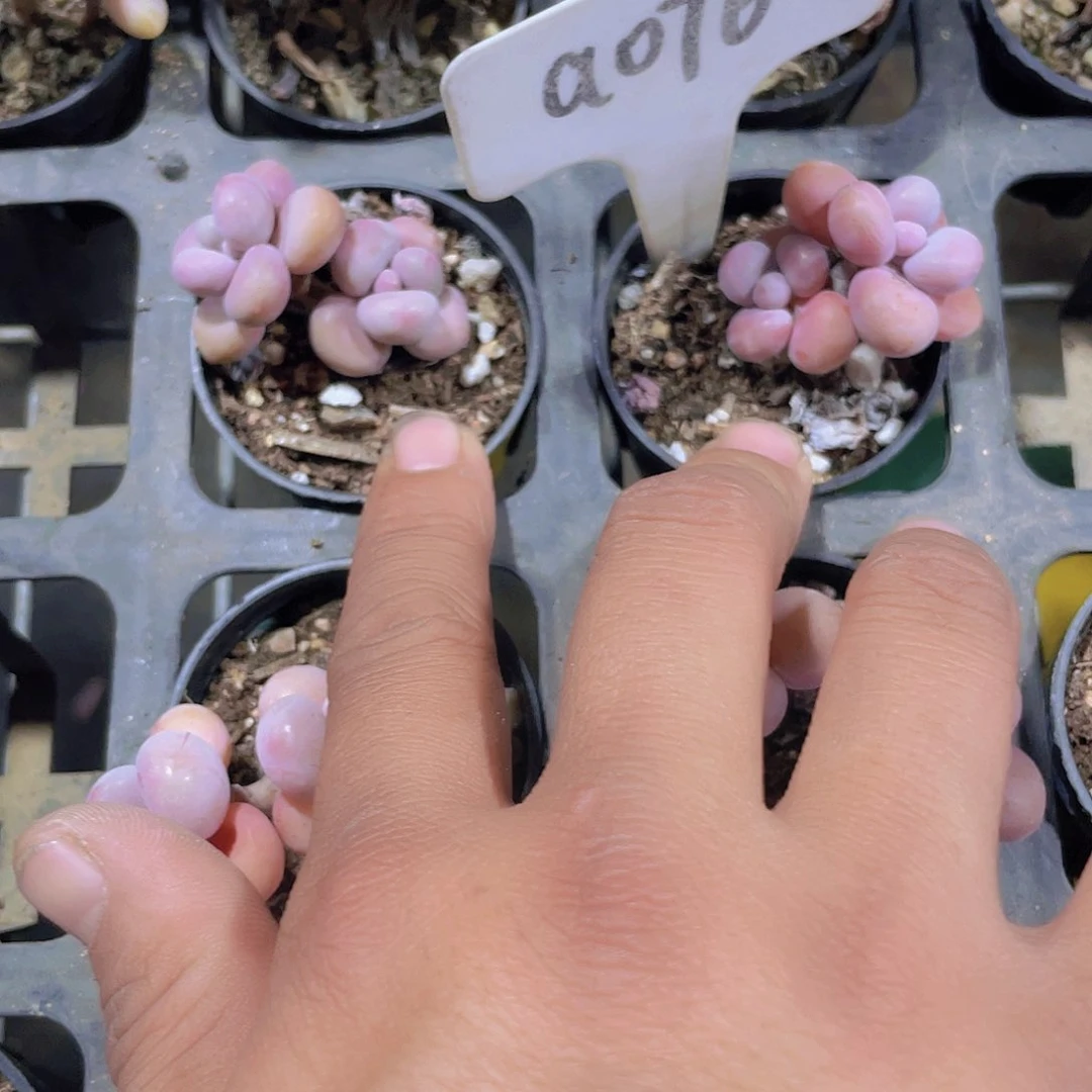 海*耶桃蛋a076一物一拍