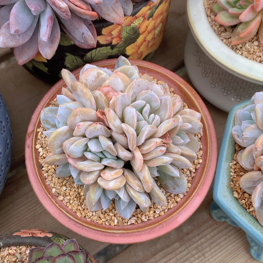 逸园精品多肉雪特