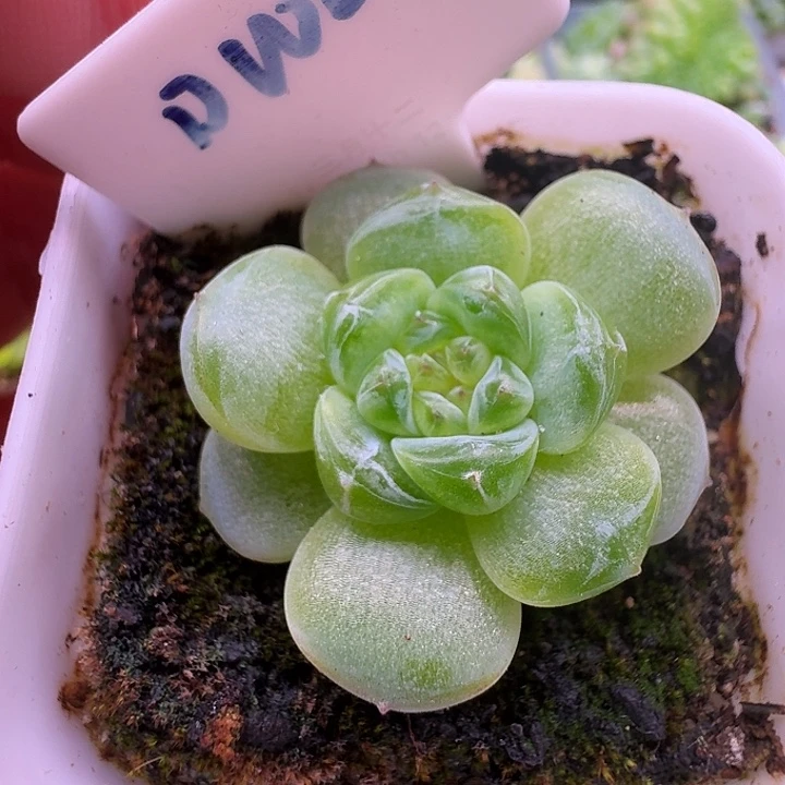 财富帝王绿单头福利