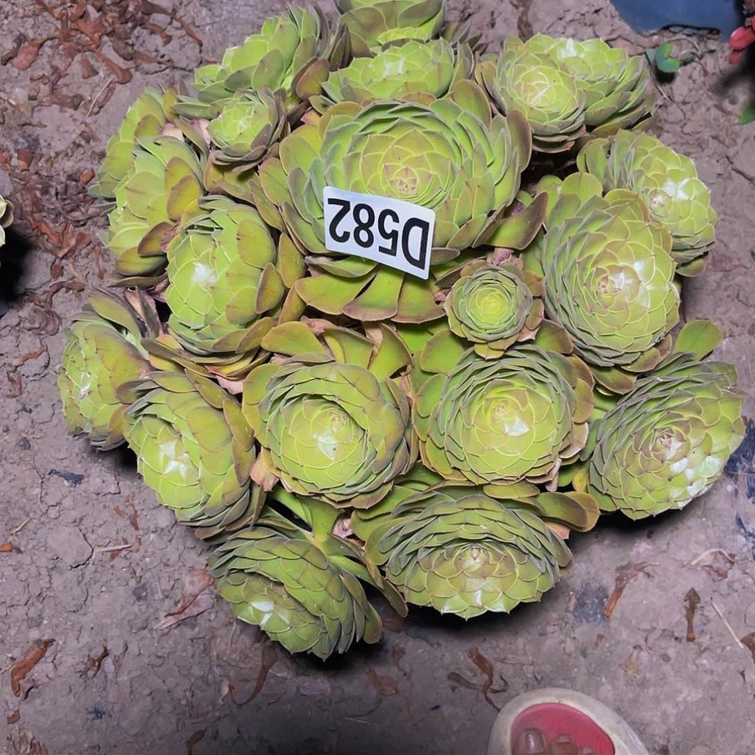 万圣节法师13—45包邮