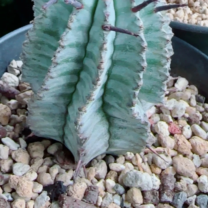 廿*廿专拍脱土发货111111