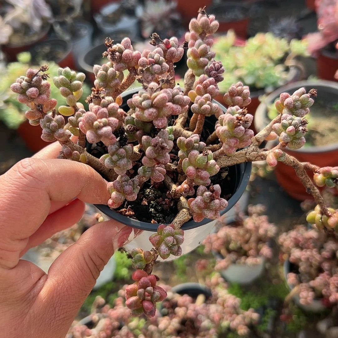 多肉植物带盆毛豆