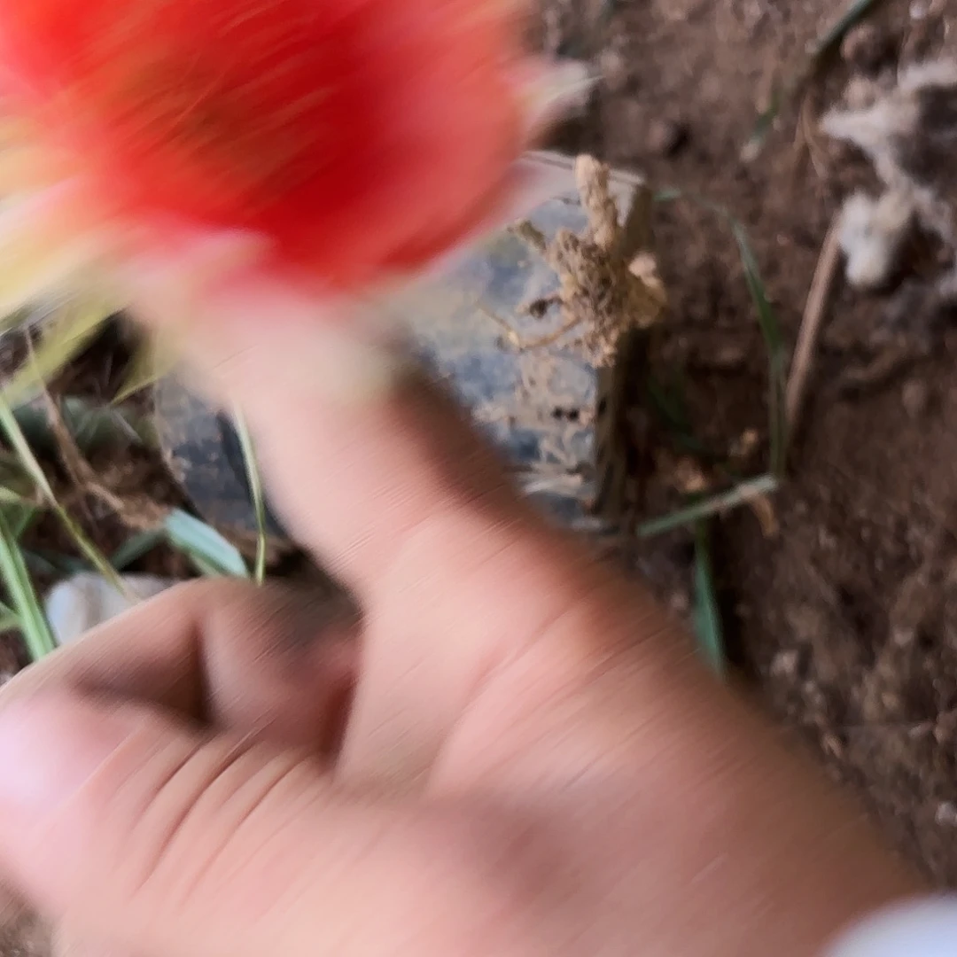 清***月218 有根瑕疵摘花脱土20保邮