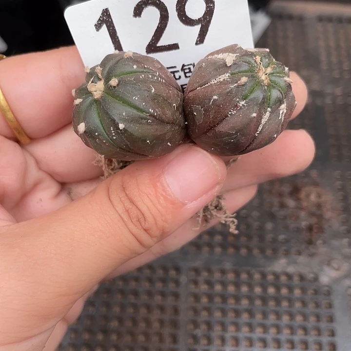 129双头紫皮 5cm左右