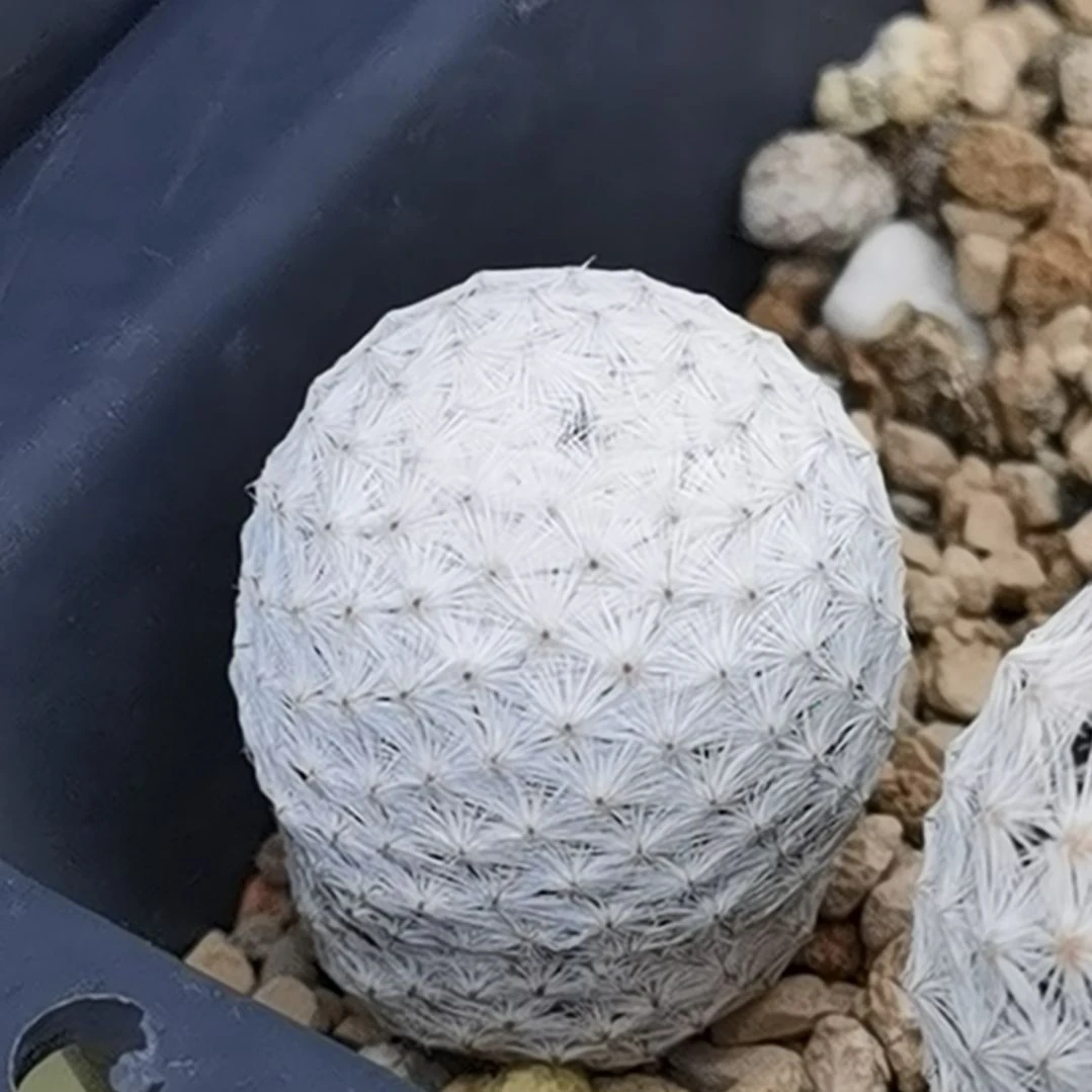 实生白鸟一物一拍