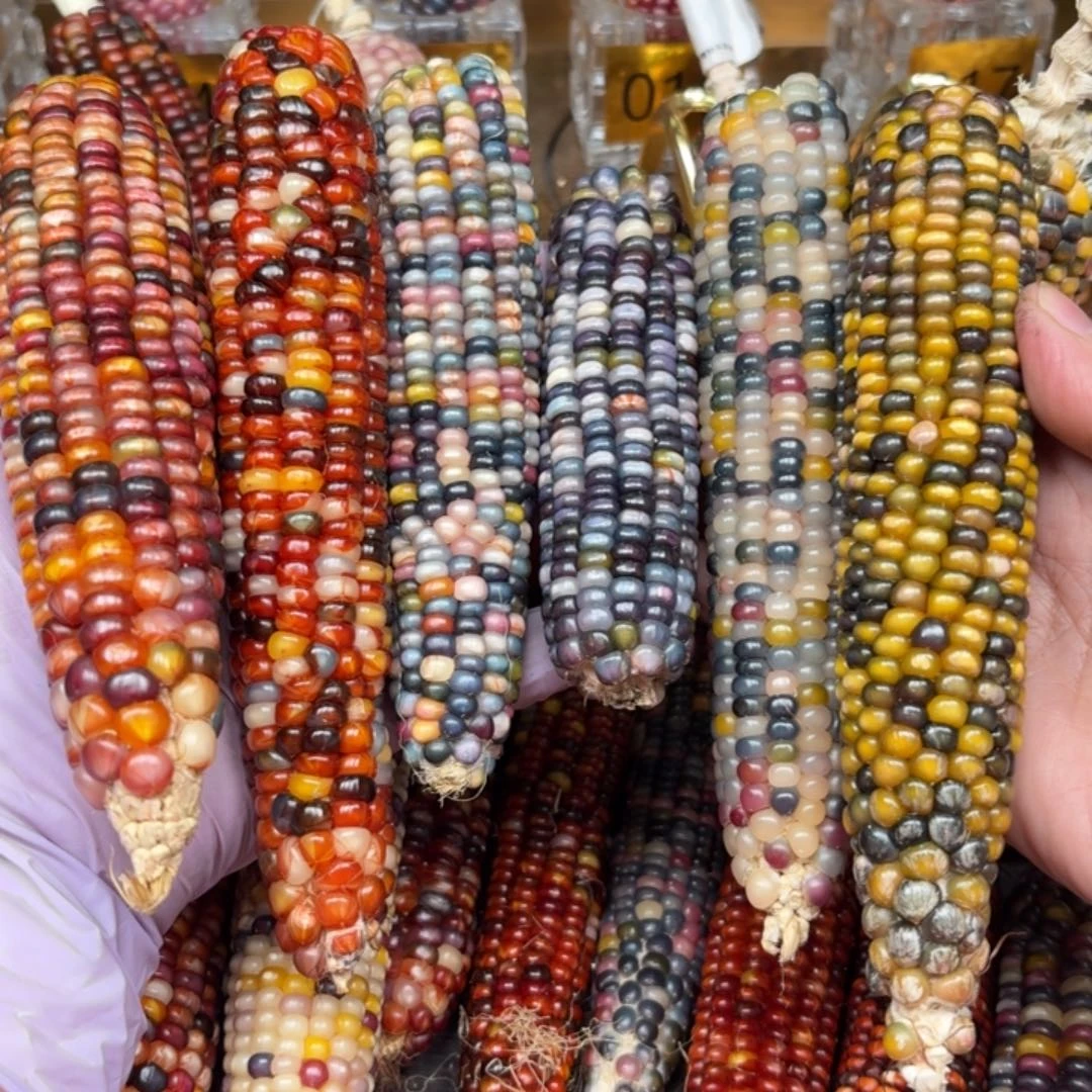 柏香籽/百香籽吊坠丫*～