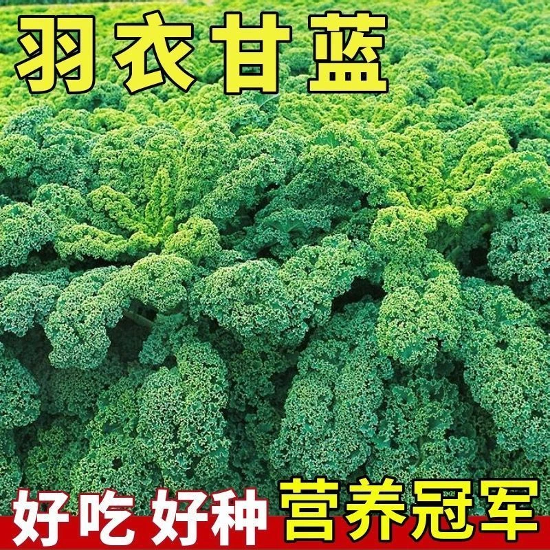 羽衣甘蓝种子四季阳台耐寒食用橄榄菜大田易种盆栽种家庭蔬菜种子