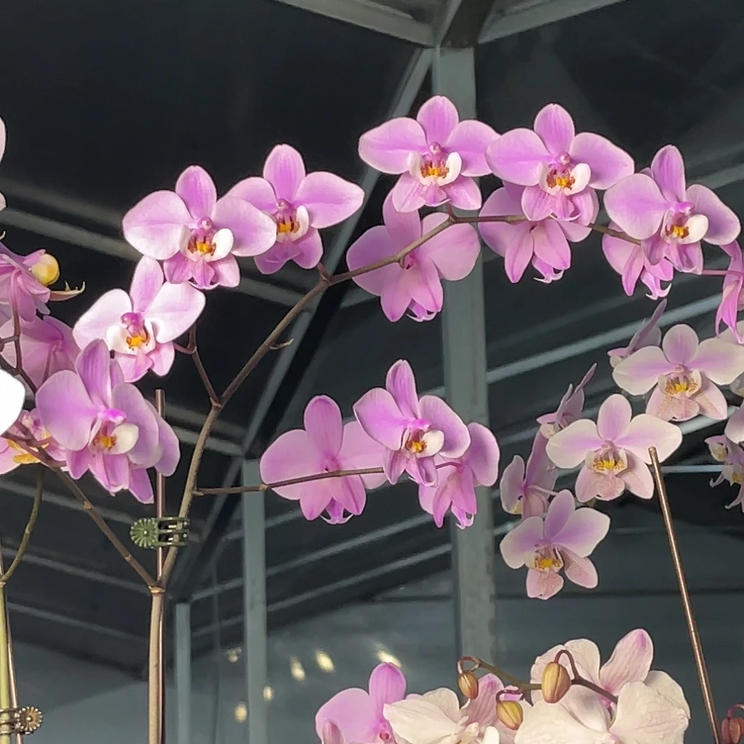 大量花朵（建议范围：8朵-15朵 或40%以上）编号1071西蕾丽雪樱