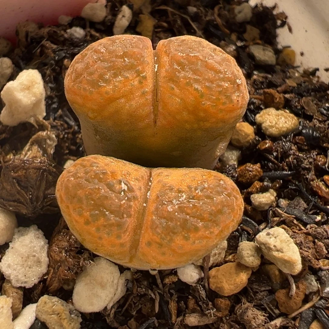 025多肉植物种类多样