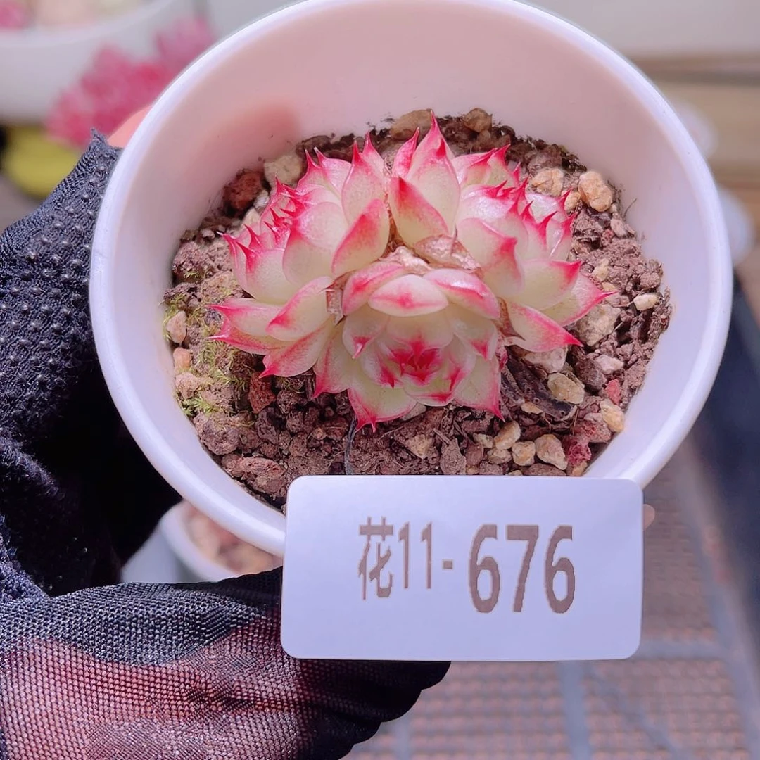 花利美11-676海王