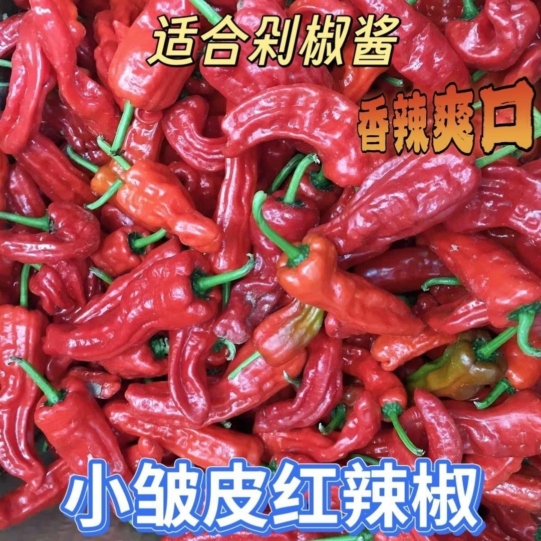 新鲜农家现采特辣薄皮红皱皮辣椒可做辣椒酱
