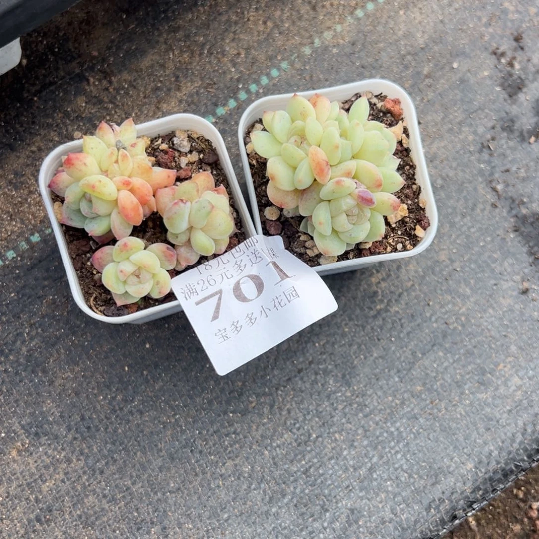 大***阳701号 繁星珍妮到手两颗一物一拍