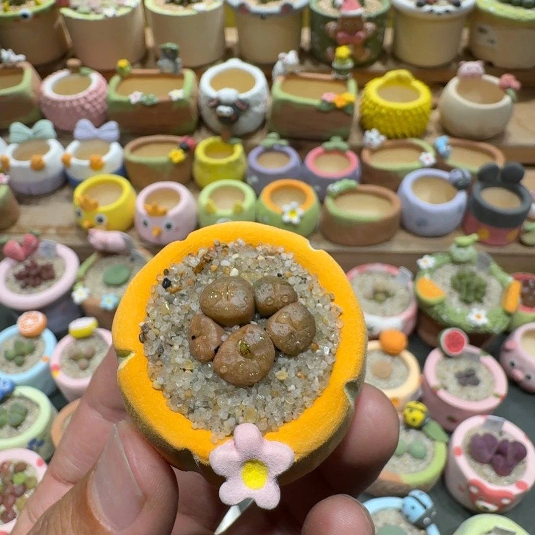 Z***z蘑菇1102烧麦多肉植物