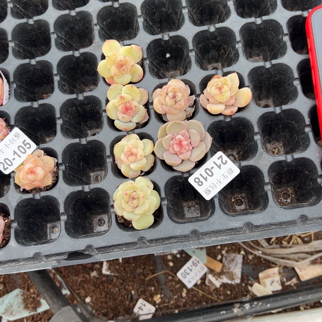 长***小卡拉米糖心一物一拍21-18