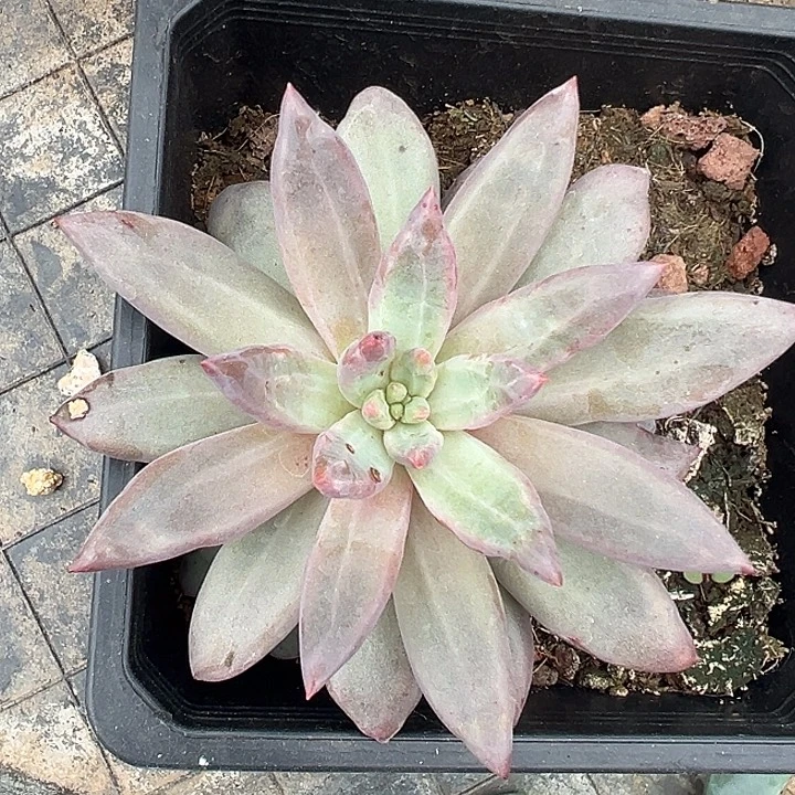 虞美人大单头一物一拍