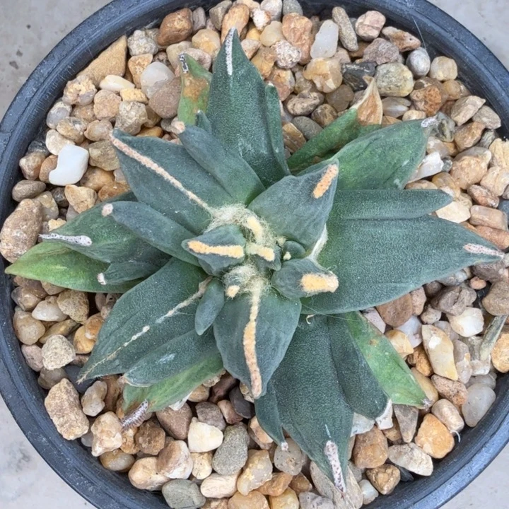 三岔中筋几何牡丹