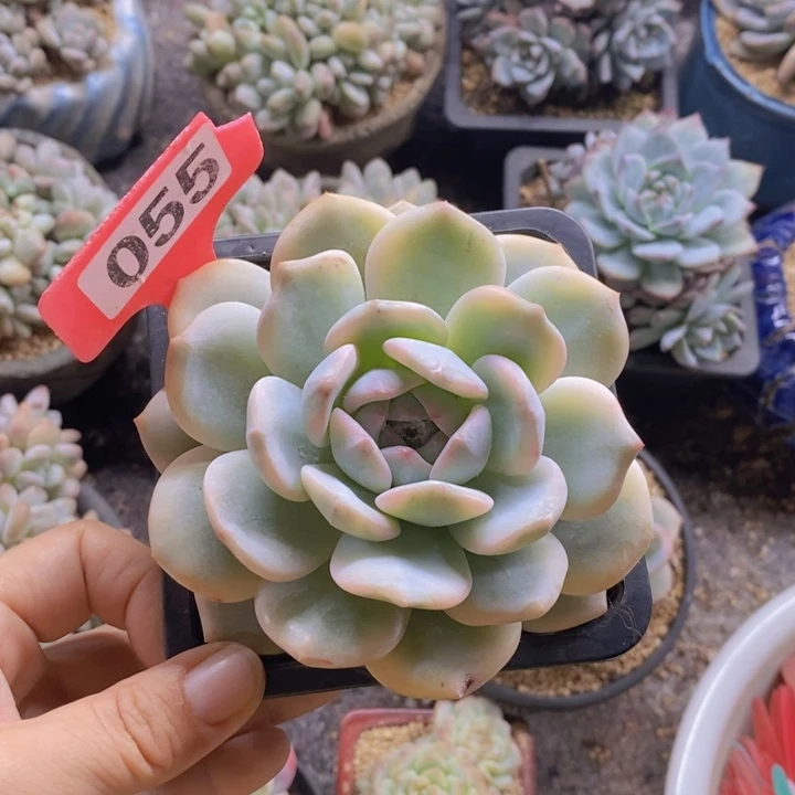 茹**宇055号补差价111111