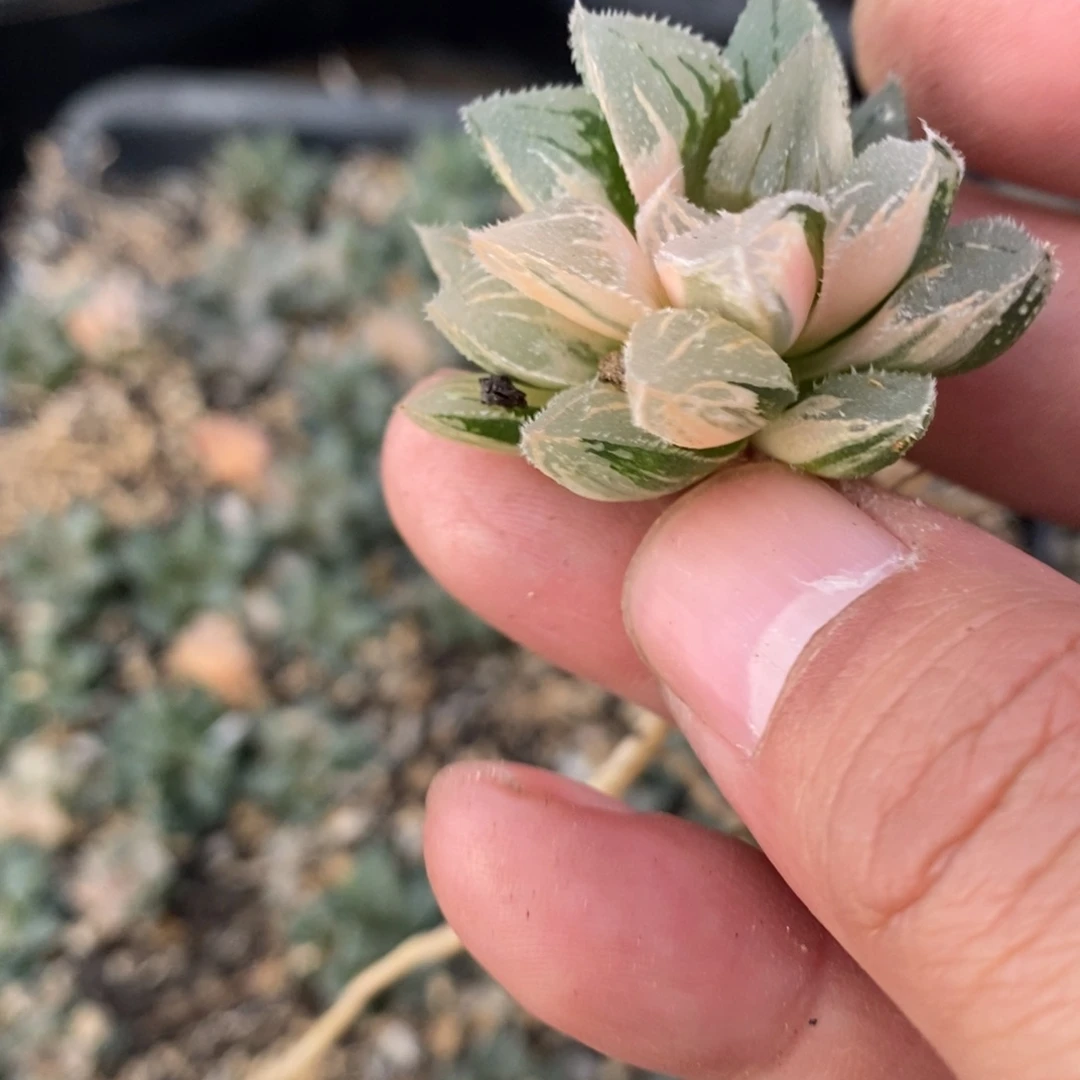 吉***蒂1743 一颗福利。