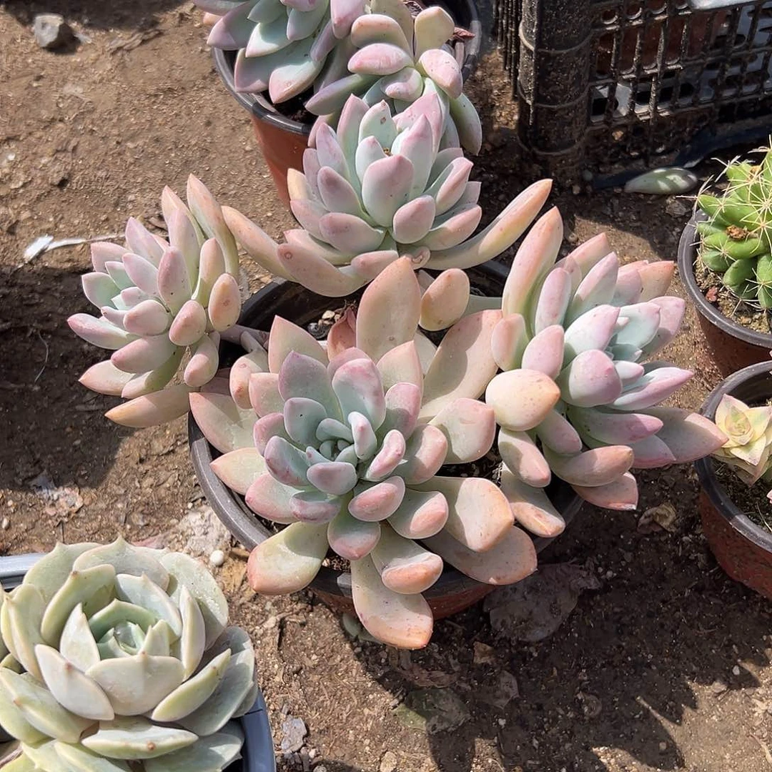 多肉植物奥普琳娜