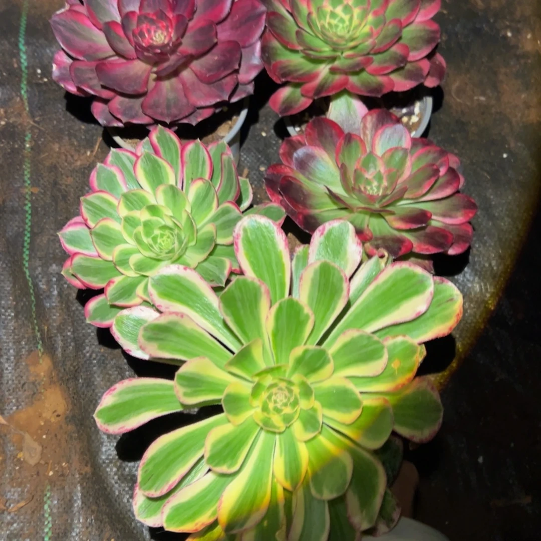 多肉植物274五颗单头