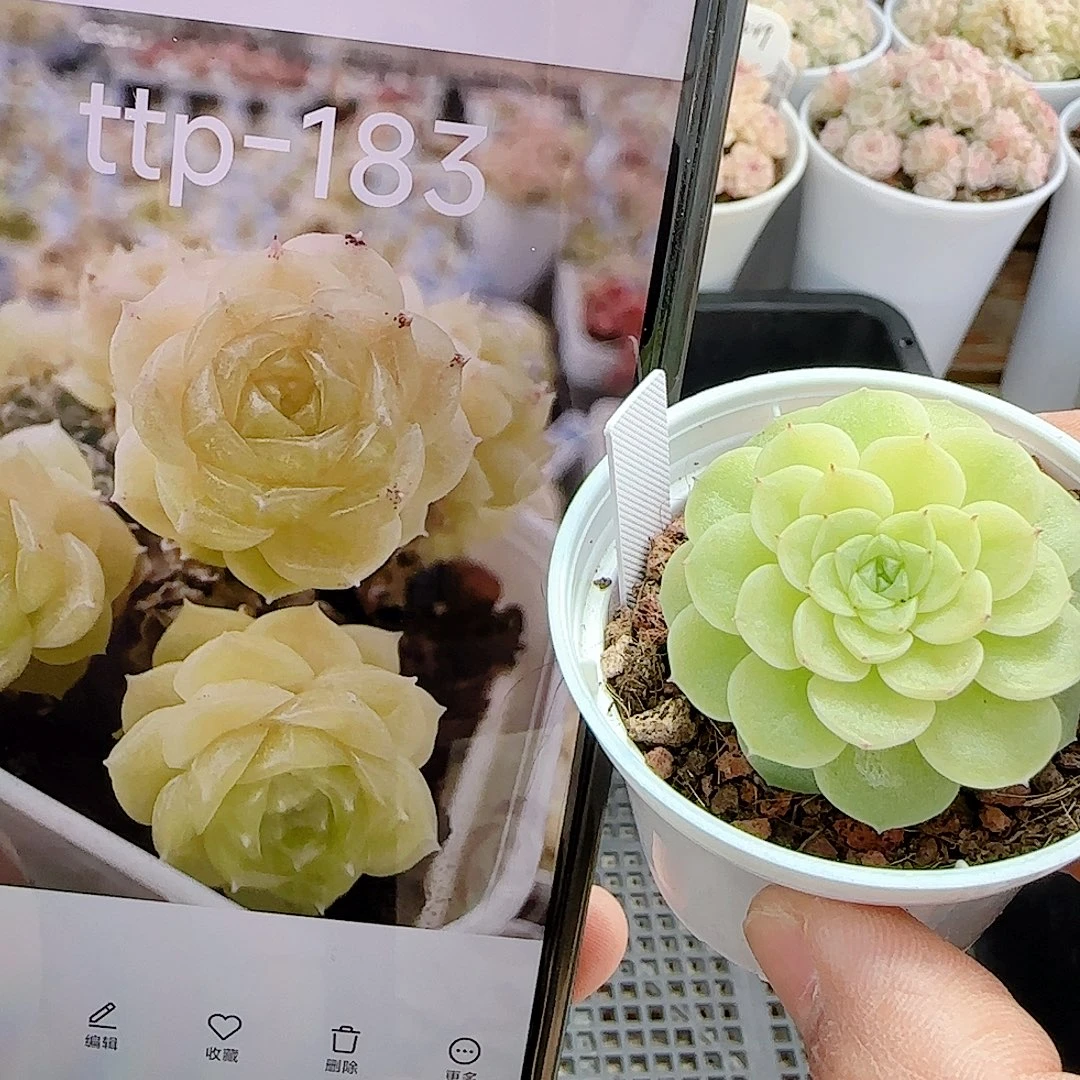 1209-24（ttp-183）优选