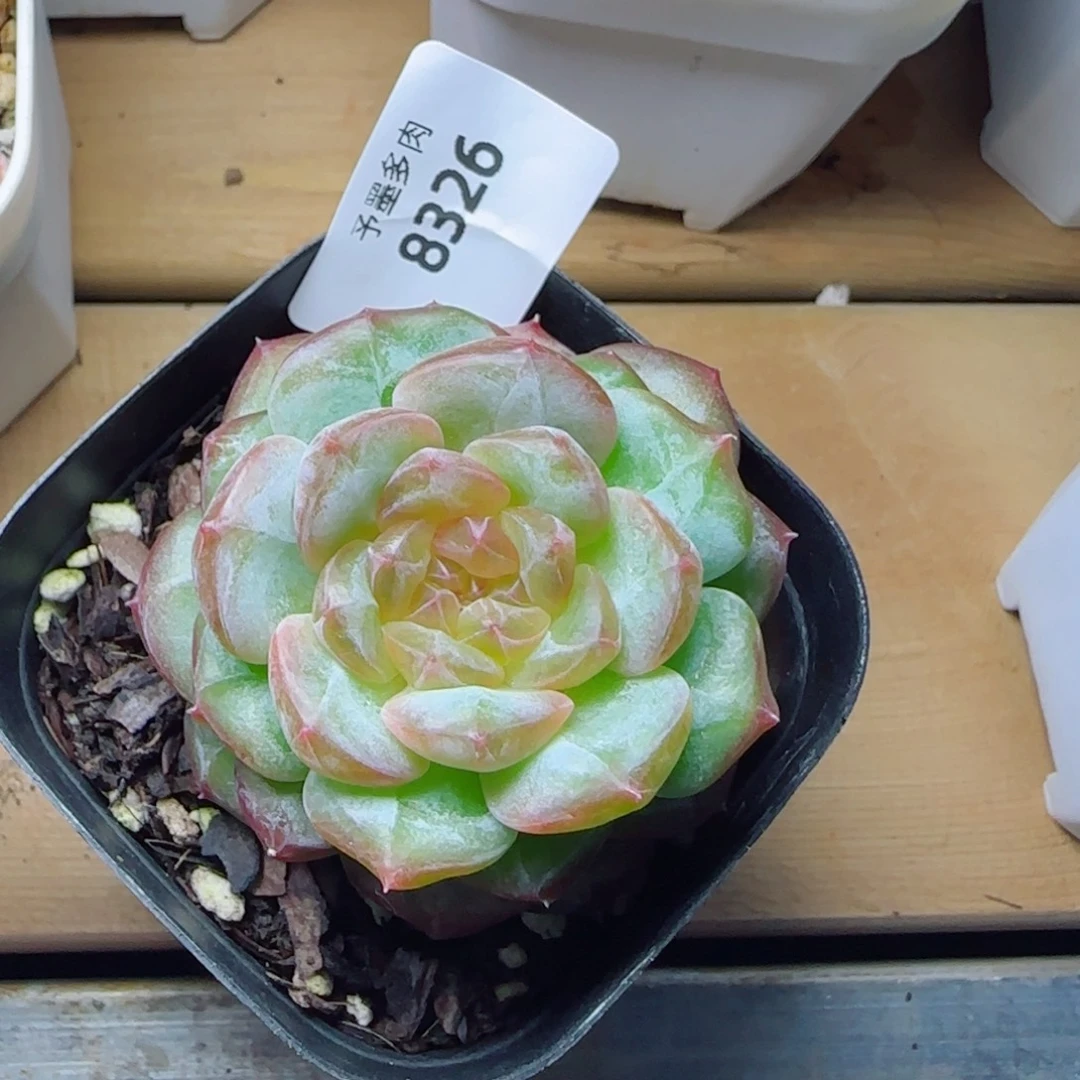 孤品珍妮，8326多肉植物