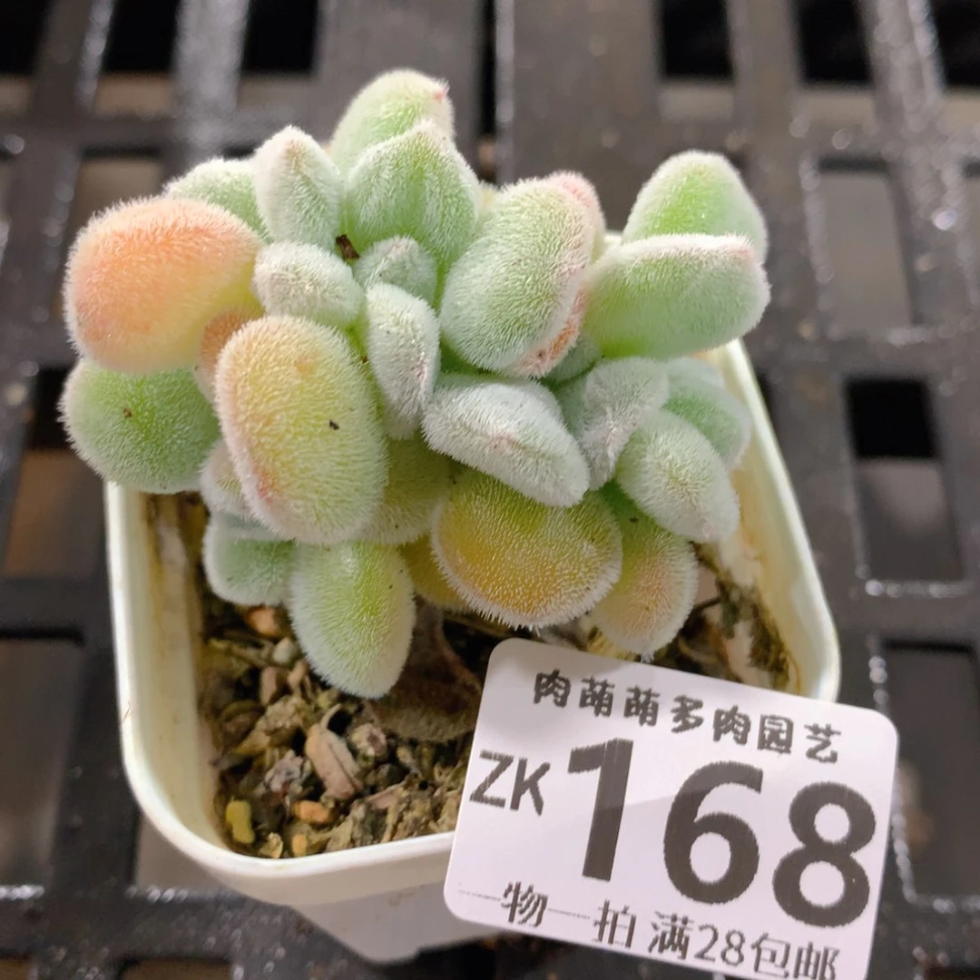 肉萌萌拇指盆精控多肉ZK168