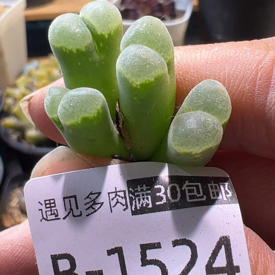 多肉植物111111111111